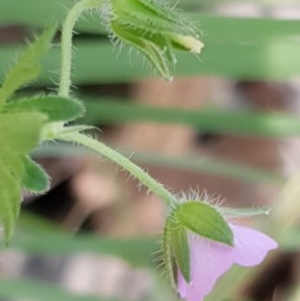 Geranium solanderi var. solanderi at Cook, ACT - 7 Dec 2020