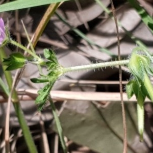 Geranium solanderi var. solanderi at Cook, ACT - 7 Dec 2020 10:11 AM