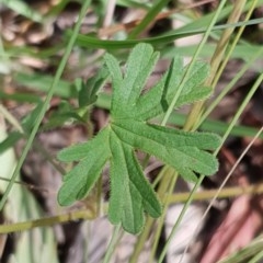 Geranium solanderi var. solanderi at Cook, ACT - 7 Dec 2020