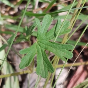 Geranium solanderi var. solanderi at Cook, ACT - 7 Dec 2020