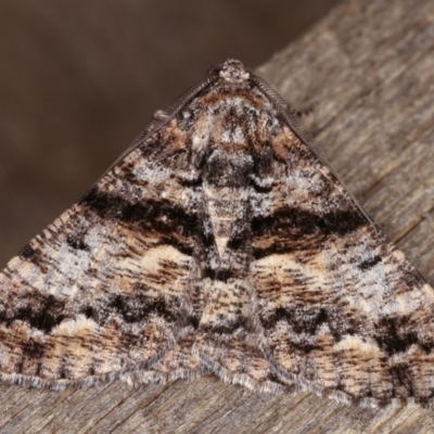 Gastrinodes argoplaca (Cryptic Bark Moth) at Melba, ACT - 15 Nov 2020 by kasiaaus