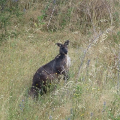 Osphranter robustus robustus (Eastern Wallaroo) at Ginninderry Conservation Corridor - 6 Dec 2020 by RobParnell