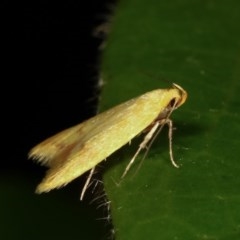 Aeolothapsa malacella at Melba, ACT - 15 Nov 2020 12:40 AM