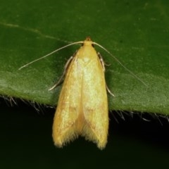 Aeolothapsa malacella at Melba, ACT - 15 Nov 2020 12:40 AM