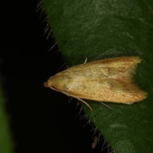 Aeolothapsa malacella at Melba, ACT - 15 Nov 2020