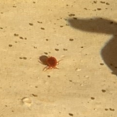 Hydracarina (informal subclass) (Water mites) at Quaama, NSW - 4 Dec 2020 by FionaG