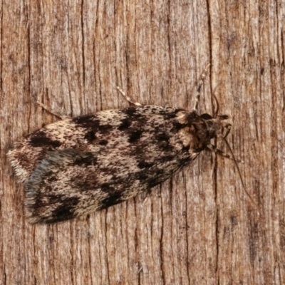 Barea codrella (A concealer moth) at Melba, ACT - 14 Nov 2020 by kasiaaus