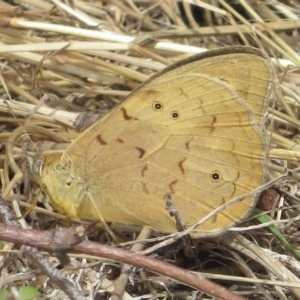 Heteronympha merope at Holt, ACT - 7 Dec 2020 11:18 AM