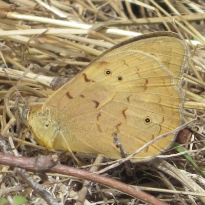 Heteronympha merope (Common Brown Butterfly) at Holt, ACT - 7 Dec 2020 by RobParnell