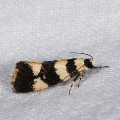 Telecrates melanochrysa (Telecrates melanochrysa) at Melba, ACT - 14 Nov 2020 by kasiaaus