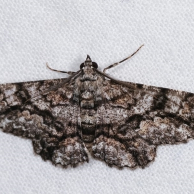 Cleora displicata (A Cleora Bark Moth) at Melba, ACT - 14 Nov 2020 by kasiaaus