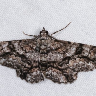 Cleora displicata (A Cleora Bark Moth (Boarmiini) at Melba, ACT - 15 Nov 2020 by kasiaaus