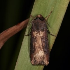 Agrotis ipsilon (Agrotis ipsilon) at Melba, ACT - 15 Nov 2020 by kasiaaus