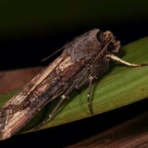 Agrotis ipsilon at Melba, ACT - 15 Nov 2020