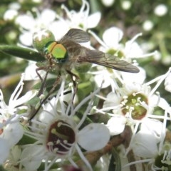 Scaptia sp. (genus) (March fly) at Ginninderry Conservation Corridor - 6 Dec 2020 by RobParnell