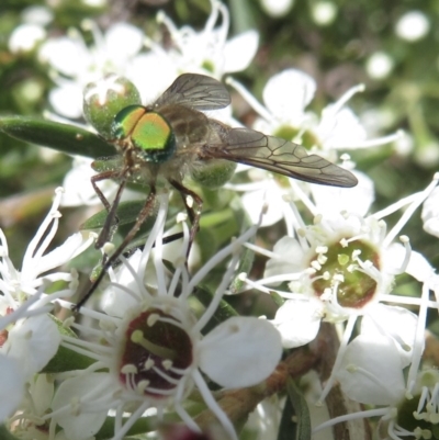 Scaptia sp. (genus) (March fly) at Coree, ACT - 7 Dec 2020 by RobParnell