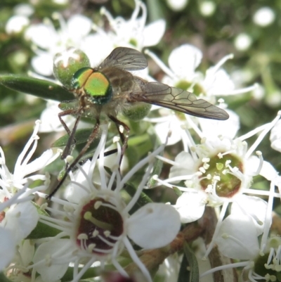 Scaptia sp. (genus) (March fly) at Ginninderry Conservation Corridor - 6 Dec 2020 by RobParnell