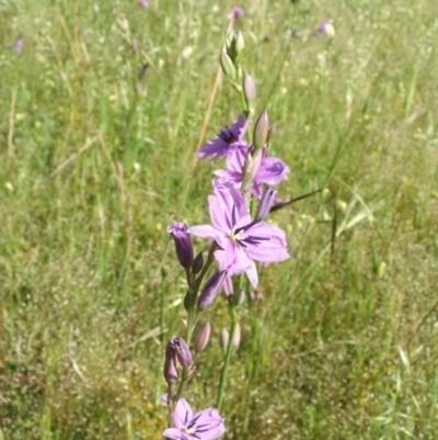 Arthropodium sp. Albury (A.D.J.Piesse 9) at Nangus, NSW - 4 Nov 2005 by abread111