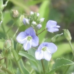 Veronica anagallis-aquatica (Blue Water Speedwell) at Holt, ACT - 6 Dec 2020 by RobParnell