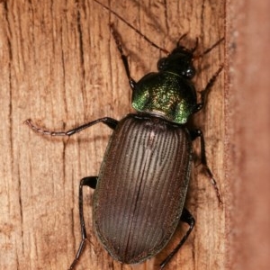 Chlaenius australis at Melba, ACT - 15 Nov 2020