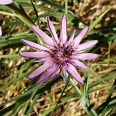 Tragopogon porrifolius subsp. porrifolius (Salsify, Oyster Plant) at Mount Painter - 7 Dec 2020 by drakes