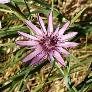 Tragopogon porrifolius subsp. porrifolius at Cook, ACT - 8 Dec 2020 08:26 AM