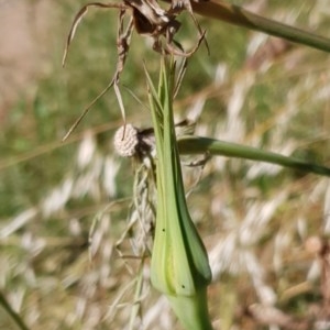 Tragopogon porrifolius subsp. porrifolius at Cook, ACT - 8 Dec 2020