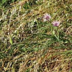 Tragopogon porrifolius subsp. porrifolius at Cook, ACT - 8 Dec 2020