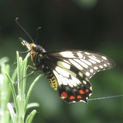 Papilio anactus (Dainty Swallowtail) at Narrabundah, ACT - 5 Dec 2020 by RobParnell