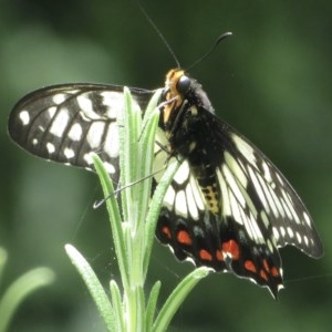 Papilio anactus at Narrabundah, ACT - 5 Dec 2020 01:28 PM