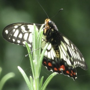 Papilio anactus at Narrabundah, ACT - 5 Dec 2020