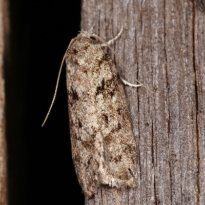 Philobota philostaura (A Concealer moth (Philobota group)) at Melba, ACT - 15 Nov 2020 by kasiaaus