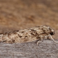 Philobota philostaura at Melba, ACT - 15 Nov 2020