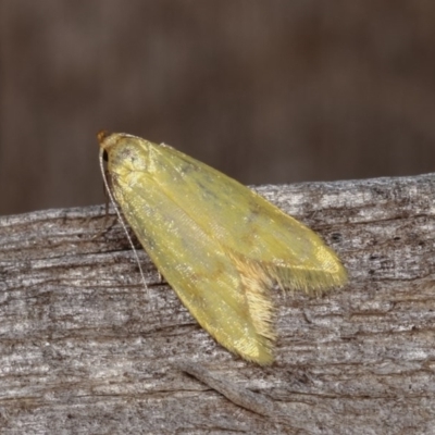 Aeolothapsa malacella (A Concealer moth) at Melba, ACT - 15 Nov 2020 by kasiaaus