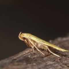 Aeolothapsa malacella at Melba, ACT - 15 Nov 2020