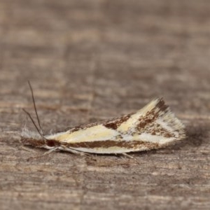 Thema macroscia at Melba, ACT - 15 Nov 2020 09:00 PM