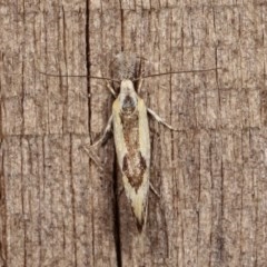 Thema macroscia at Melba, ACT - 15 Nov 2020 09:00 PM