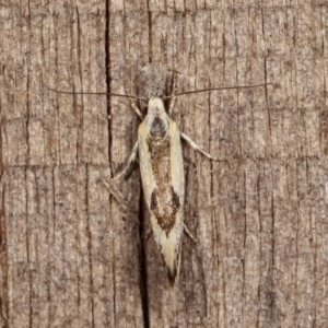 Thema macroscia at Melba, ACT - 15 Nov 2020 09:00 PM