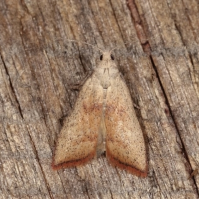 Callionyma sarcodes (A Galleriinae moth) at Melba, ACT - 15 Nov 2020 by kasiaaus