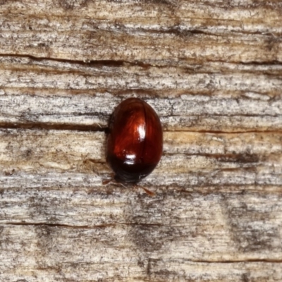 Phalacridae (family) (Shining flower beetle) at Melba, ACT - 15 Nov 2020 by kasiaaus