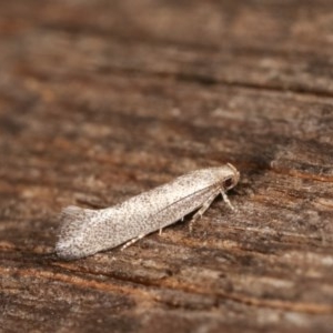 Gelechioidea (superfamily) at Melba, ACT - 15 Nov 2020 09:04 PM