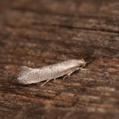 Gelechioidea (superfamily) at Melba, ACT - 15 Nov 2020 09:04 PM