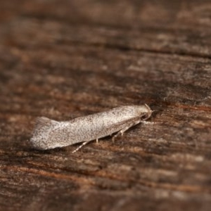 Gelechioidea (superfamily) at Melba, ACT - 15 Nov 2020 09:04 PM