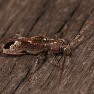 Phacodes personatus at Melba, ACT - 15 Nov 2020