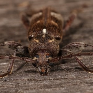 Phacodes personatus at Melba, ACT - 15 Nov 2020