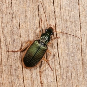 Chlaenius darlingensis at Melba, ACT - 15 Nov 2020 09:07 PM