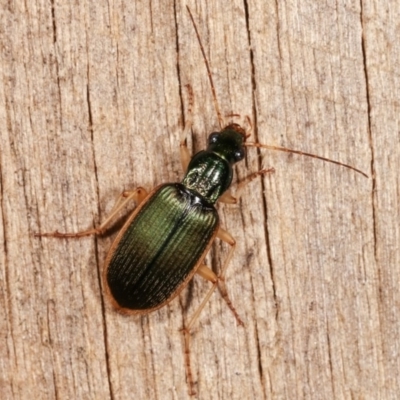 Chlaenius darlingensis (Carab beetle) at Melba, ACT - 15 Nov 2020 by kasiaaus