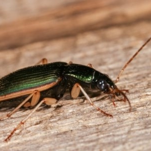 Chlaenius darlingensis at Melba, ACT - 15 Nov 2020 09:07 PM