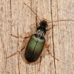 Chlaenius darlingensis at Melba, ACT - 15 Nov 2020