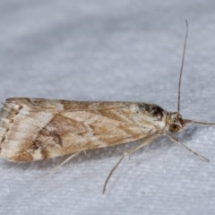 Hellula hydralis (Cabbage Centre Moth) at Melba, ACT - 15 Nov 2020 by kasiaaus